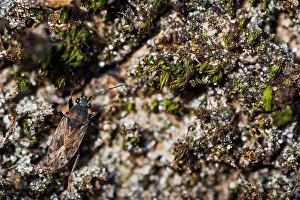 Images Dated 22nd February 2020: Macro image of an insect in Germany