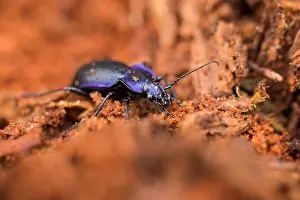 Images Dated 14th March 2020: Macro image of an insect in Germany