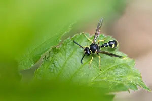 Images Dated 4th May 2020: Macro image of an insect in Germany