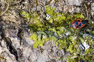 Images Dated 1st March 2020: Macro image of an insect in Germany