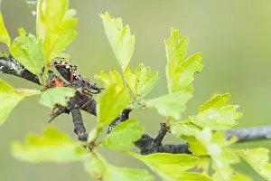 Images Dated 21st May 2020: Macro image of an insect in Germany