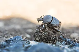 Images Dated 7th May 2020: Macro image of an insect in Germany