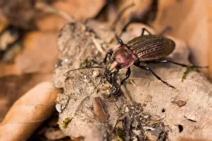 Images Dated 23rd March 2020: Macro image of an insect in Germany