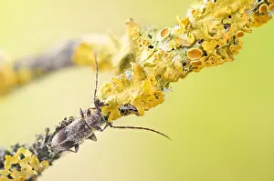 Images Dated 21st May 2020: Macro image of an insect in Germany