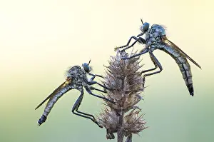 Images Dated 7th May 2020: Macro image of an insect in Germany