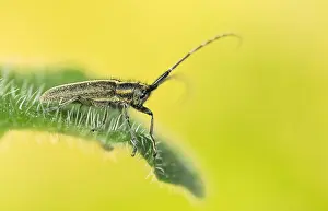 Images Dated 19th May 2020: Macro image of an insect in Germany
