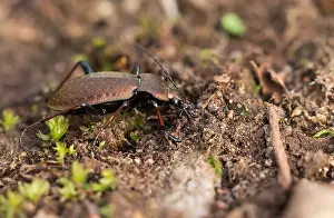 Images Dated 27th March 2020: Macro image of an insect in Germany
