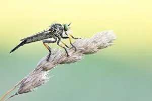 Images Dated 11th June 2020: Macro image of an insect in Germany