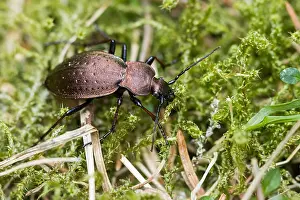 Images Dated 25th March 2020: Macro image of an insect in Germany
