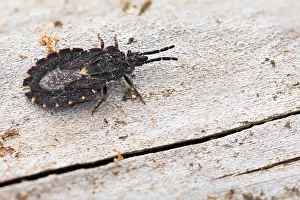 Images Dated 18th March 2020: Macro image of an insect in Germany