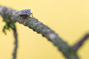 Images Dated 16th December 2019: Macro image of an insect in Germany