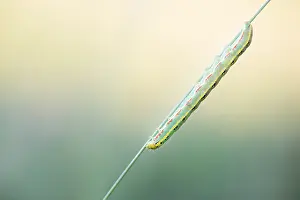 Images Dated 21st May 2020: Macro image of an insect in Germany