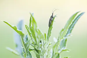 Images Dated 17th May 2020: Macro image of an insect in Germany