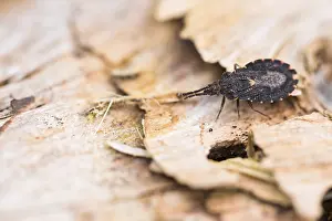 Images Dated 18th March 2020: Macro image of an insect in Germany