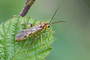 Images Dated 4th May 2020: Macro image of an insect in Germany