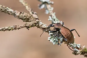 Images Dated 25th March 2020: Macro image of an insect in Germany