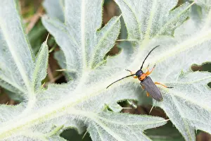 Images Dated 9th May 2020: Macro image of an insect in Germany