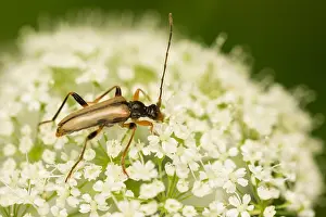 Images Dated 12th June 2020: Macro image of an insect in Germany