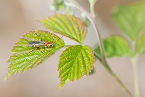 Images Dated 4th May 2020: Macro image of an insect in Germany