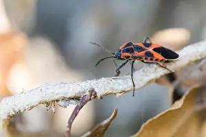 Images Dated 12th April 2020: Macro image of an insect in Germany