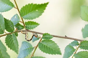 Images Dated 8th May 2020: Macro image of an insect in Germany