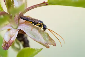 Images Dated 30th March 2020: Macro image of an insect in Germany