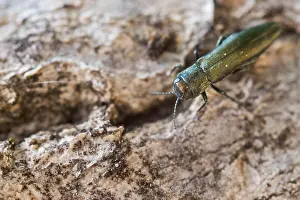 Images Dated 8th May 2020: Macro image of an insect in Germany
