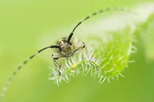 Images Dated 19th May 2020: Macro image of an insect in Germany