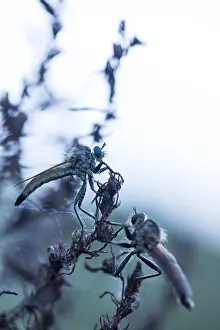 Images Dated 7th May 2020: Macro image of an insect in Germany