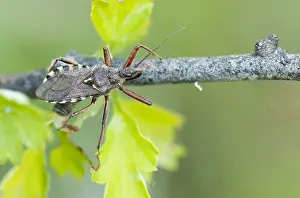 Images Dated 21st May 2020: Macro image of an insect in Germany