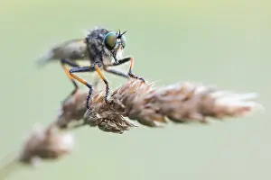 Images Dated 11th June 2020: Macro image of an insect in Germany