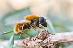 Images Dated 6th April 2020: Macro image of an insect in Germany