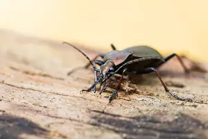 Images Dated 27th March 2020: Macro image of an insect in Germany