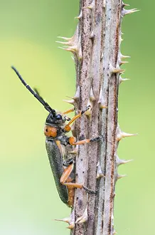 Images Dated 9th May 2020: Macro image of an insect in Germany