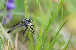 Images Dated 4th May 2020: Macro image of an insect in Germany