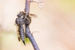 Images Dated 19th March 2020: Macro image of an insect in Germany