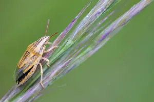 Images Dated 4th May 2020: Macro image of an insect in Germany