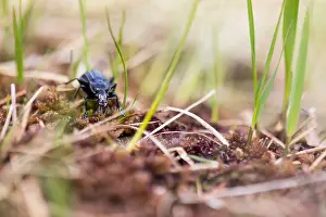 Images Dated 26th May 2020: Macro image of an insect in Germany
