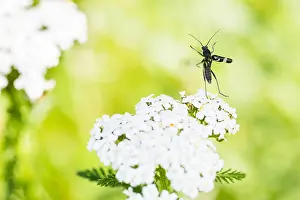 Images Dated 21st May 2020: Macro image of an insect in Germany