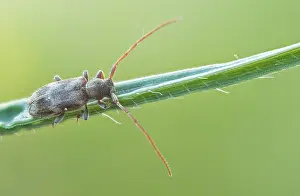 Images Dated 21st May 2020: Macro image of an insect in Germany