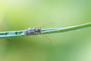 Images Dated 21st May 2020: Macro image of an insect in Germany