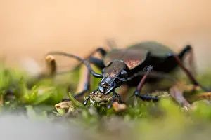 Images Dated 27th March 2020: Macro image of an insect in Germany