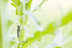 Images Dated 17th May 2020: Macro image of an insect in Germany