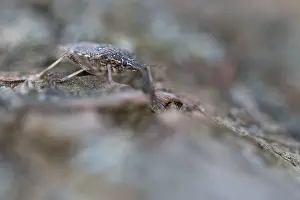 Images Dated 25th January 2020: Macro image of an insect in Germany
