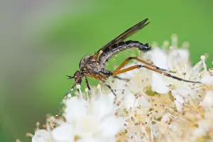 Images Dated 4th May 2020: Macro image of an insect in Germany