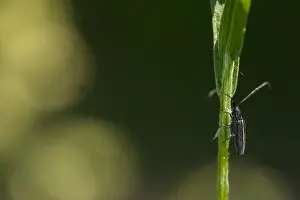 Images Dated 21st May 2020: Macro image of an insect in Germany