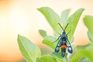 Images Dated 21st May 2020: Macro image of an insect in Germany