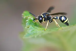 Images Dated 4th May 2020: Macro image of an insect in Germany
