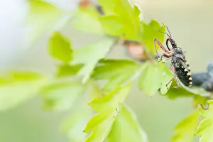 Images Dated 21st May 2020: Macro image of an insect in Germany