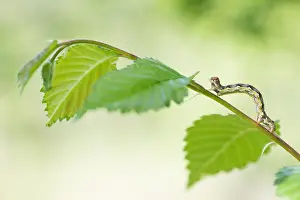 Images Dated 8th May 2020: Macro image of an insect in Germany